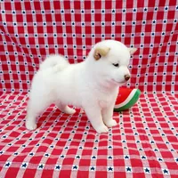 RED, a female Shiba Inu for sale in Phillipsburg, NJ – Photo 7 of 9