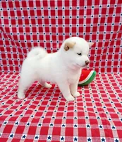 processed/b1e9b52d-6439-4123-ac27-4f1063d12beb/listing/e508128b-9131-49a1-9814-5e3eea7334dc/c6d1cc1a-ac4f-429a-a57b-7a3e72ddb3f8