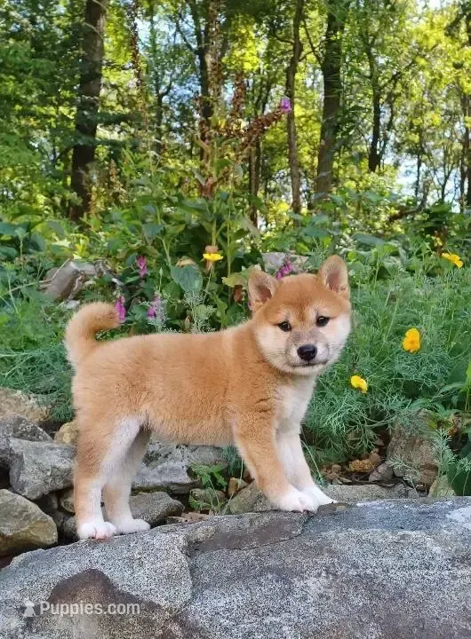 BEAUTIFUL!!! – Shiba Inu puppy for sale in Phillipsburg, NJ