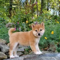 RED, a female Shiba Inu for sale in Phillipsburg, NJ – Photo 8 of 9
