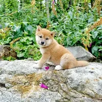 RED, a female Shiba Inu for sale in Phillipsburg, NJ – Photo 1 of 9