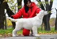ADULT IMPORT FEMALE, a female English Cream Golden Retriever for sale in Phillipsburg, NJ – 4 of 5