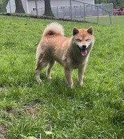 ADULT AKC , a female Shiba Inu for sale in Phillipsburg, NJ – 10 of 10