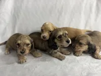 CREAM Female Long Hair Puppy!!!, a female Miniature Dachshund for sale in Phillipsburg, NJ – 10 of 10