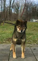 SESAME MALE IMPORTED FULL AKC, a male Shiba Inu for sale in Phillipsburg, NJ – 8 of 8