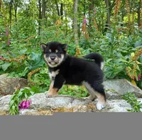 SESAME PUPPY, a male Shiba Inu for sale in Phillipsburg, NJ – Photo 5 of 7