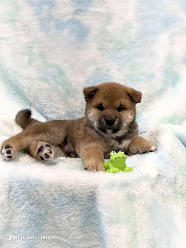 SESAME PUPPY – Shiba Inu puppy for sale in Phillipsburg, NJ