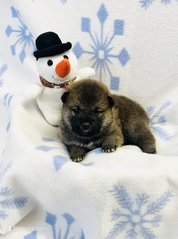 SESAME PUPPY – Shiba Inu puppy for sale in Phillipsburg, NJ