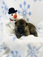 SESAME PUPPY, a male Shiba Inu for sale in Phillipsburg, NJ – Photo 3 of 7