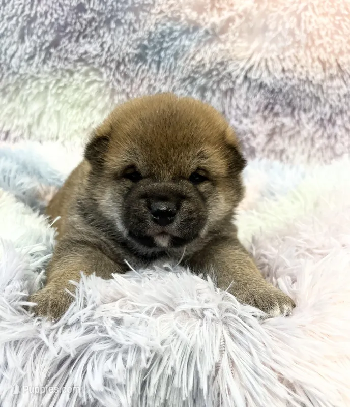 SESAME PUPPY – Shiba Inu puppy for sale in Phillipsburg, NJ