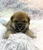 SESAME PUPPY, a male Shiba Inu for sale in Phillipsburg, NJ – Photo 2 of 7