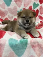 SESAME PUPPY, a male Shiba Inu for sale in Phillipsburg, NJ – Photo 1 of 7