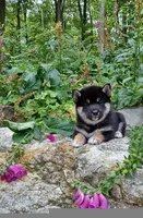 SESAME PUPPY, a male Shiba Inu for sale in Phillipsburg, NJ – Photo 6 of 7