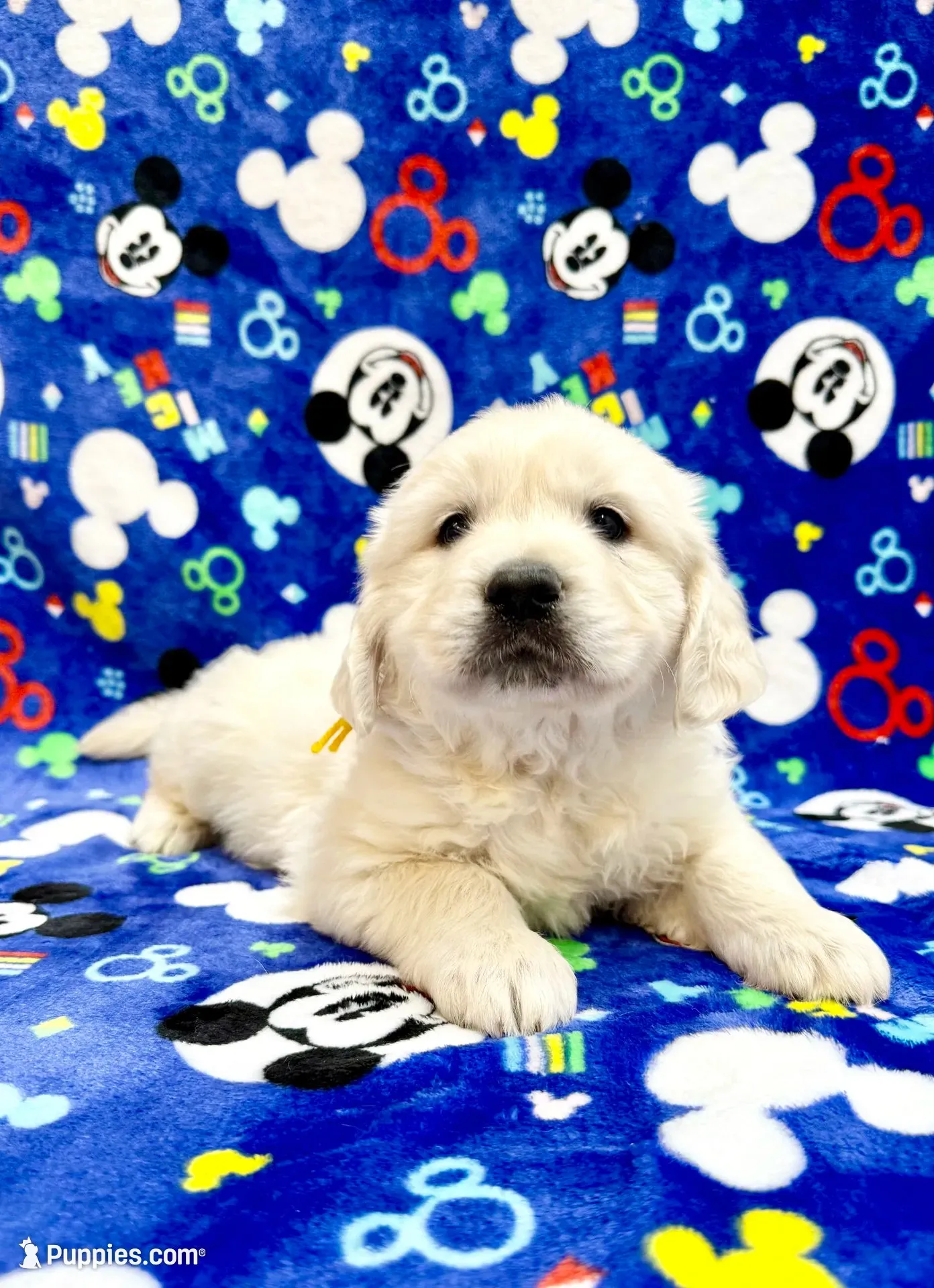 Beautiful M, a male English Cream Golden Retriever for sale in Phillipsburg, NJ – 3 of 10