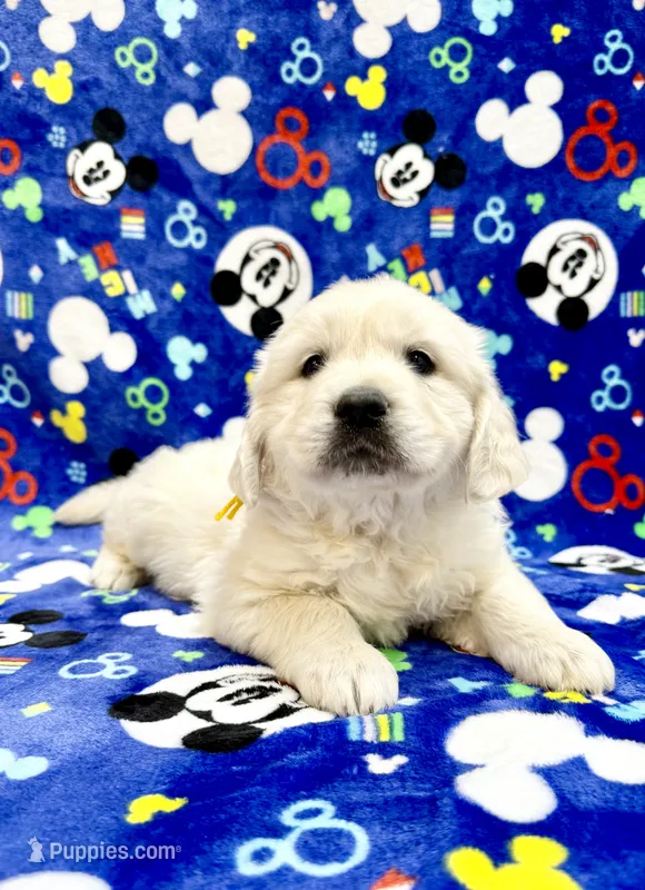 Beautiful M – English Cream Golden Retriever puppy for sale in Phillipsburg, NJ