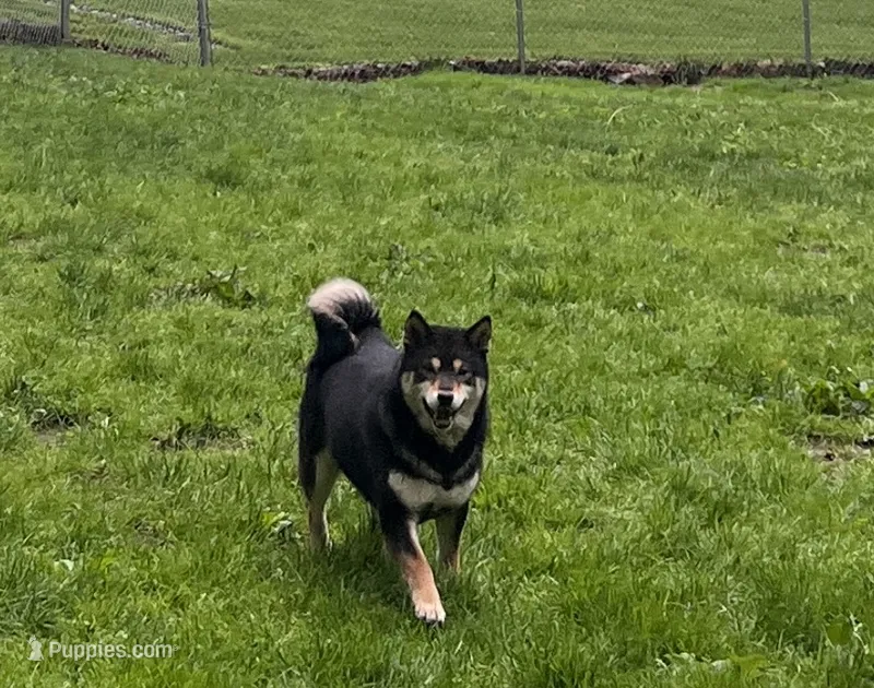 ADULT AKC  – Shiba Inu puppy for sale in Phillipsburg, NJ