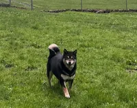ADULT AKC , a female Shiba Inu for sale in Phillipsburg, NJ – 3 of 10