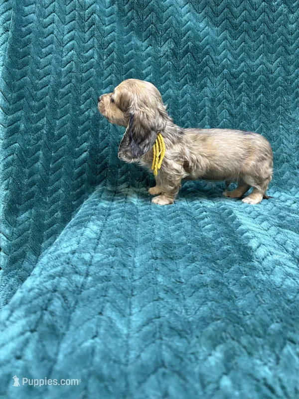 Shaded Cream Puppy – Miniature Dachshund puppy for sale in Phillipsburg, NJ