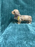Shaded Cream Puppy, a female Miniature Dachshund for sale in Phillipsburg, NJ – 10 of 10