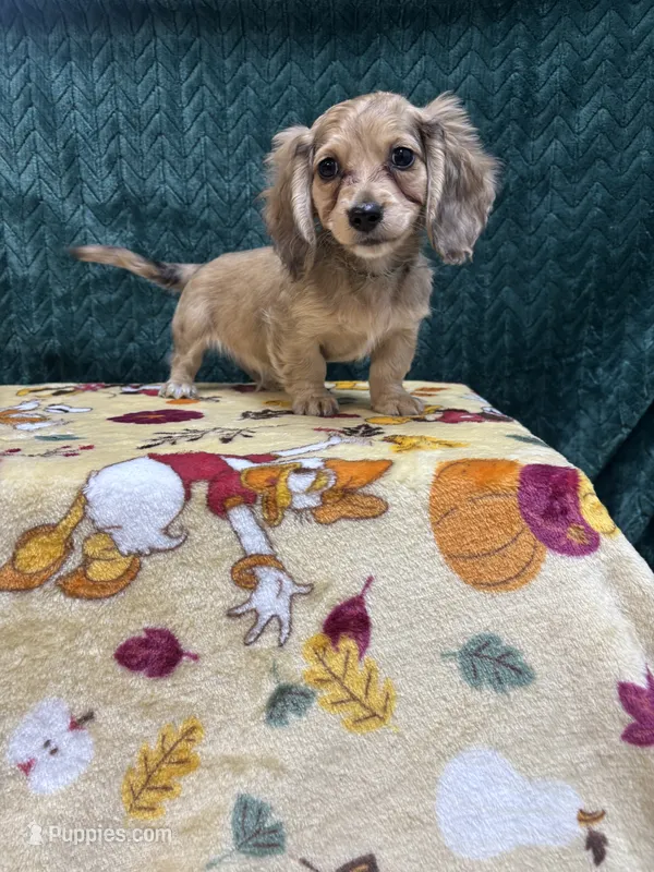 Shaded Cream Puppy – Miniature Dachshund puppy for sale in Phillipsburg, NJ