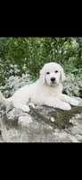 Champion, a male Golden Retriever for sale in Phillipsburg, NJ – 10 of 10