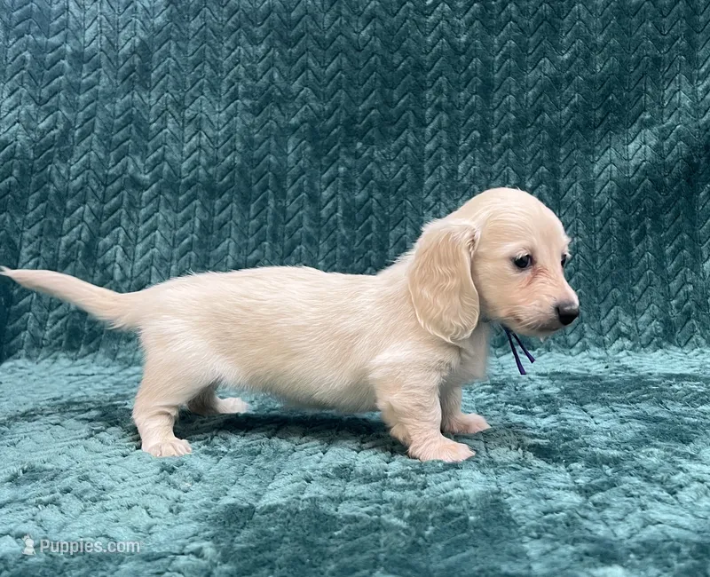 TINY F CREAM – Dachshund puppy for sale in Phillipsburg, NJ