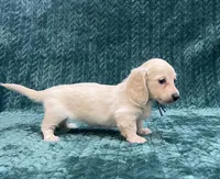 TINY F CREAM, a female Dachshund for sale in Phillipsburg, NJ – 2 of 8
