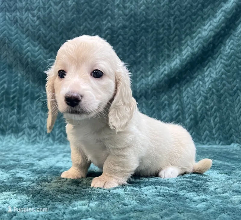 Puppy Cream M – Miniature Dachshund puppy for sale in Phillipsburg, NJ