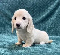 Puppy Cream M, a male Miniature Dachshund for sale in Phillipsburg, NJ – 4 of 10