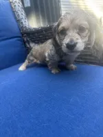 Shaded Cream , a female Miniature Dachshund for sale in Phillipsburg, NJ – 2 of 9