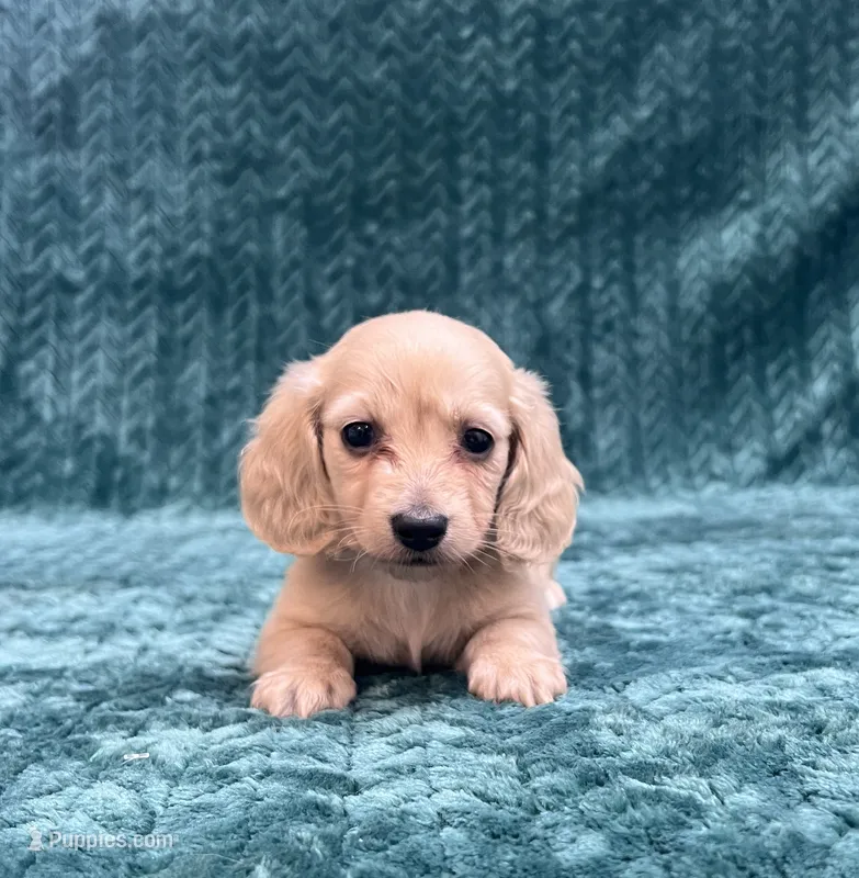TINY F – Dachshund puppy for sale in Phillipsburg, NJ