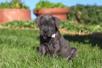 Akira, a female Cane Corso for sale in Sugarcreek, OH – 9 of 10