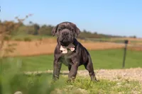 Cali, a female Cane Corso for sale in Sugarcreek, OH – 3 of 10