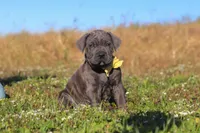 Adonis, a male Cane Corso for sale in Sugarcreek, OH – 5 of 10