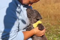 Adonis, a male Cane Corso for sale in Sugarcreek, OH – 8 of 10