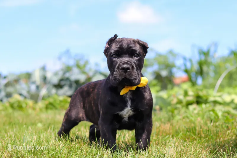 Shadow – Cane Corso puppy for sale in Sugarcreek, OH
