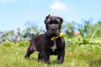 Shadow, a male Cane Corso for sale in Sugarcreek, OH – 1 of 10