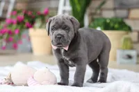 Zola, a female Cane Corso for sale in Sugarcreek, OH – 7 of 10