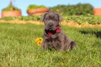 Koda, a male Cane Corso for sale in Sugarcreek, OH – 10 of 10