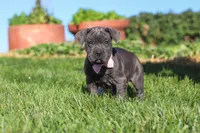 Akira, a female Cane Corso for sale in Sugarcreek, OH – 1 of 10