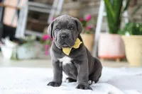 Hunter, a male Cane Corso for sale in Sugarcreek, OH – 3 of 10
