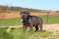 Diego, a male Cane Corso for sale in Sugarcreek, OH – 6 of 10