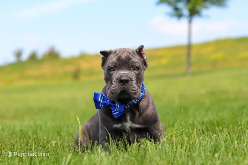 Barrett – Cane Corso puppy for sale in Sugarcreek, OH