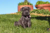 Akira, a female Cane Corso for sale in Sugarcreek, OH – 7 of 10