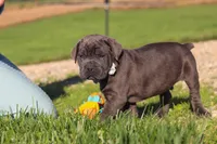 Diego, a male Cane Corso for sale in Sugarcreek, OH – 5 of 10