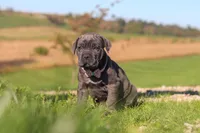 Sheba, a female Cane Corso for sale in Sugarcreek, OH – 10 of 10