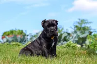 Shadow, a male Cane Corso for sale in Sugarcreek, OH – 7 of 10