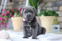 Zola, a female Cane Corso for sale in Sugarcreek, OH – 6 of 10