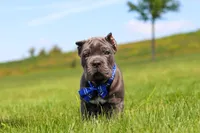 Barrett, a male Cane Corso for sale in Sugarcreek, OH – 2 of 10