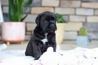 Shadow, a male Cane Corso for sale in Sugarcreek, OH – 3 of 10